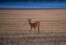 Reh am Morgen - Foto: Stefan Sauer