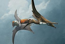 &laquo;Schwertschwanz aus Bayern&raquo; - Flugsaurier-Fund in Solnhofen - Gabriel Ugueto/Eurekalert/dpa