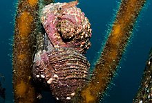 Concholepas concholepas - Cristian Sepulveda/Senckenberg/dpa