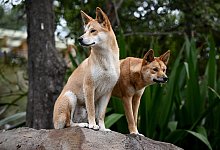 Dingos in Australien - Dan Himbrechts/AAP/dpa