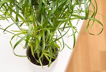 Schimmel am besten schnell entfernen - Foto: Andrea Warnecke/dpa-tmn