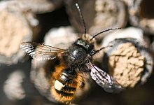Eine Bine auf totem Holz - Arne Dedert/dpa/dpa-tmn