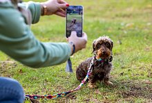 &laquo;German Petfluencer Awards&raquo; - Christoph Reichwein/dpa