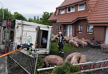 Schweine im Vorgarten - FOTO: RALPH MEYER