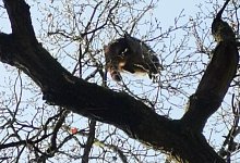 Waschb&auml;r - Feuerwehr Bad Salzuflen