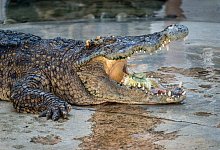 Krokodil - Foto: Ian R. Knight