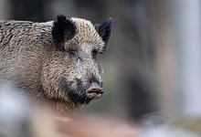 Wildschwein - Foto: Lino Mirgeler/dpa