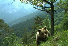 Bären im Trentino - Matteo Zeni/Servizio Faunistico/dpa