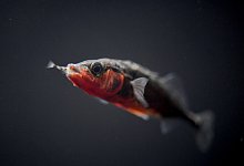 Stichling - Foto: Felix K&auml;stle