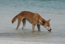 Dingo-Angriffe in Australien - Fraser Island Dingo Preservation/AAP/dpa