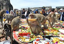 Festmahl f&uuml;r Affen in Thailand - Lopburi Monkey Festival - Rachen Sageamsak/XinHua/dpa