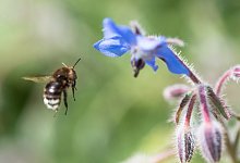 Nahrung f&uuml;r Hummeln und Bienen - Foto: Robert G&uuml;nther