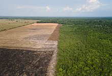 Rodung im brasilianischen Amazonasgebiet - Fernando Souza/Zuma Press/dpa