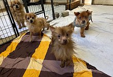 GetAttachmentThumbnail - Tierheim Bielefeld