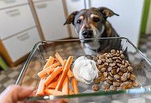 So nehmen Hund und Katze ab, ohne es zu merken - Markus Scholz/dpa-tmn/dpa