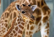 Giraffenbaby in Paris geboren - M. Descombes/MNHN/dpa