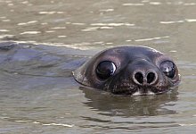 Mützenrobbe "Wicki" - picture alliance / dpa