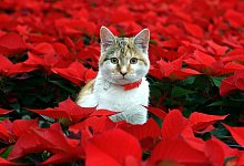 Weihnachtsstern Gift Haustiere - Patrick Pleul/dpa-Zentralbild/dpa-tmn