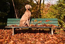 Hund auf einer Parkbank - Foto: Amelie Geiger/dpa