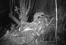 Riesenratten von Vangunu tappen in Kamerafalle - Dr Tyrone Lavery/University of Melbourne/dpa
