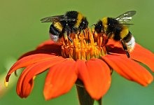 Hummeln - Foto: Martin Schutt/dpa