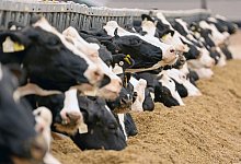 Tierwohl spielt f&uuml;r viele Verbraucher beim Milchkauf eine Rolle. - Bernd W&uuml;stneck/dpa/Archivbild