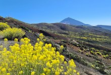 Der Teide auf Teneriffa - Isabelle Modler/dpa-tmn
