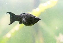 Mollys im Aquarium - Foto: Andrea Warnecke