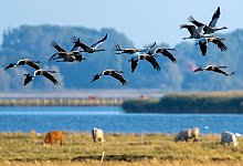 Kraniche in Mecklenburg-Vorpommern - Foto: Jens B&uuml;ttner/dpa/dpa-tmn