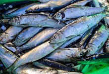 Heringe - Jens Büttner/dpa-Zentralbild/dpa