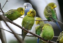 Wellensittiche - Foto: Uwe Zucchi