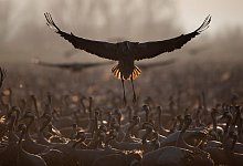 Kraniche - Foto: Oded Balilty/AP/dpa