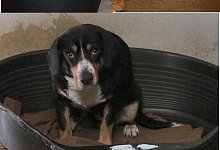 Gerettete Tiere - Tierheim Minden