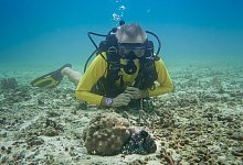 TV-Ausblick ZDF - Hannes Jaenicke: Im Einsatz für den Oktopus - Markus Strobel/Tango Film Gmbh/ZDF/dpa