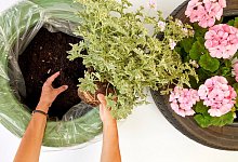 Kleine L&ouml;cher in der Folie - Foto: Pelargonium for Europe/dpa-tmn