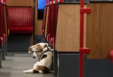 Hund in der U-Bahn - Foto: Bernd Thissen/dpa