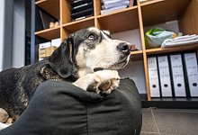 Hund Oskar im B&uuml;ro - Frank Rumpenhorst/dpa-tmn