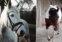 Schimmel Sammy und Schecke Kalle verschwanden im April 2019 vom Bredenhof in Herford-Falkendiek. - Privat