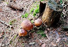 Pilze im Wald - Brigitte Geiselhart/dpa-tmn