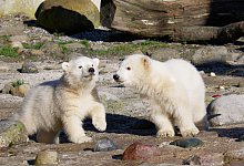 Eisb&auml;r-Zwillinge - Foto: Bernd Ohlthaver/Zoo am Meer Bremerhaven/dpa