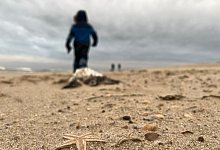 Sturm sp&uuml;lt gro&szlig;e Mengen Seesterne auf Sylter Strand - Lea Albert/dpa