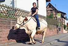 Berittene Kuh - Foto: Uli Deck/dpa