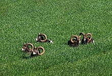 Bielefelder Mufflons - Ludger B&uuml;skens