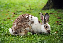 Kaninchen im Garten - Foto: Jennifer Jahns/dpa-tmn