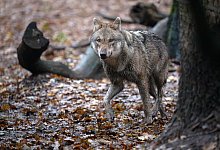 Wolf - Sina Schuldt/dpa