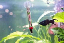 Zierfische - Foto: Andrea Warnecke