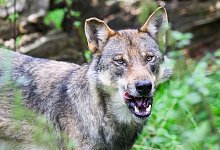 Illustration - Wolf - Julian Stratenschulte/dpa