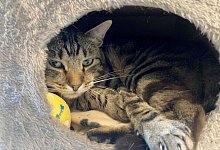 Kater Ben im Tierheim «Katzenparadies» Neustrelitz. - Ulrike von Leszczynski/dpa