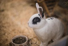 Kl&ouml;ckner will bessere Beratung beim Haustierkauf - Foto: Andreas Arnold/dpa