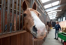 Pferd - Foto: Ingo Wagner